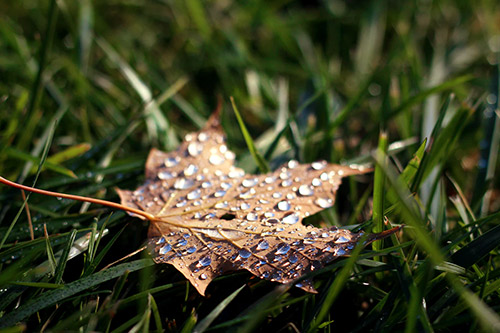 brown leaf on the ground with dew drops