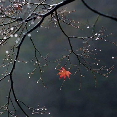 single maple leaf on a branch in morning dew