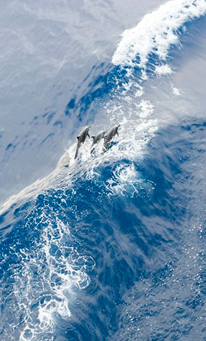 three dolphins leaping in a wave